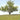 Bartlett Pear Tree