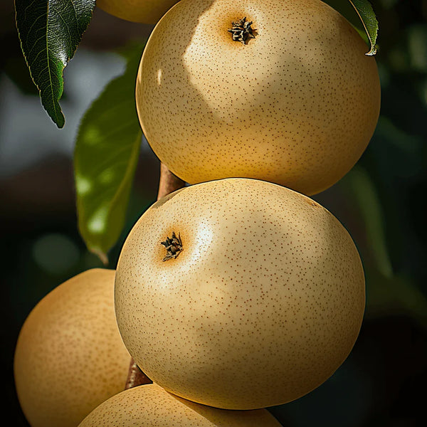 20th Century Asian Pear Tree