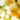 20th Century Asian Pear Tree