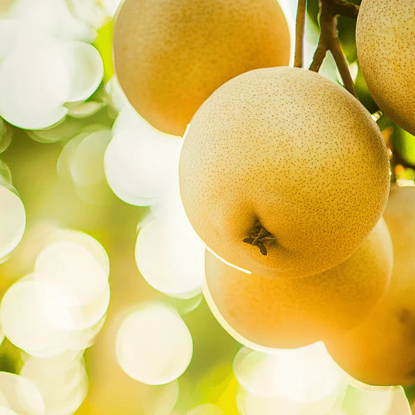 20th Century Asian Pear Tree