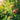 Double Delight Nectarine Tree