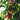 Double Delight Nectarine Tree