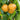Hosui Asian Pear Tree