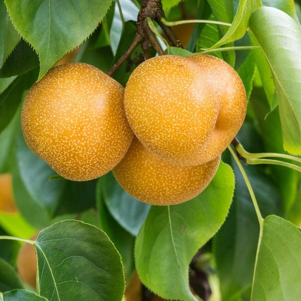 Hosui Asian Pear Tree