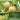 Shinseiki Asian Pear Tree