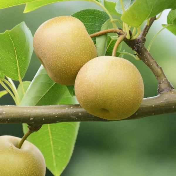 Shinseiki Asian Pear Tree