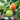 Ambassador Walnut Tree