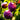 Flavor King Pluot Tree