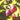 Flavor King Pluot Tree