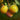 Flavor Grenade Pluot Tree
