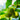 Franquette Walnut Tree