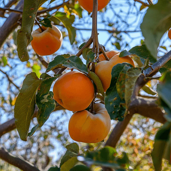 Jiro’, Fuyu Persimmon, Tree