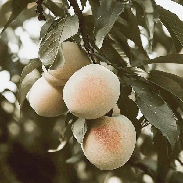 Indian Free White Peach Tree