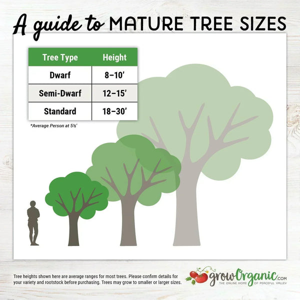 Improved Meyer Lemon Tree (Potted)