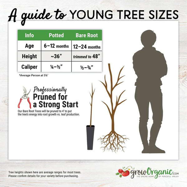 Royal Lee Cherry Tree