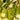 Bartlett Pear Tree