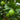 Bearss Lime Tree (Potted)