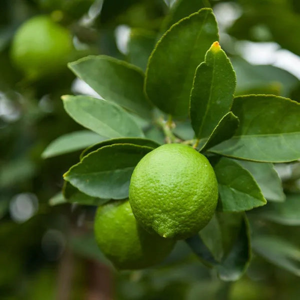 Bearss Lime Tree (Potted)