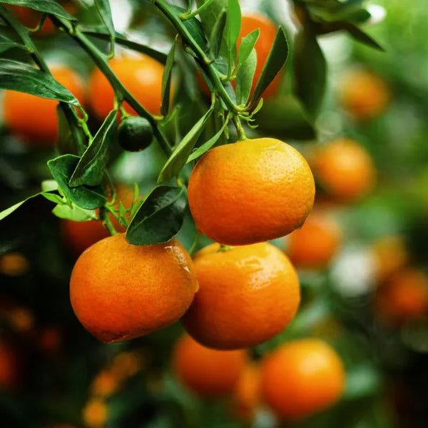 Dancy Tangerine Tree (Potted)