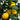 Eureka Lemon Tree (Potted)