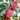 Fuji Red Apple Tree