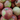Fuji Red Apple Tree