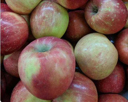 Fuji Red Apple Tree