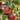 Gala Apple Tree