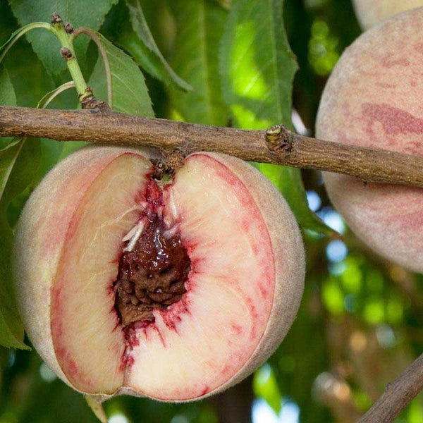 Indian Free White Peach Tree