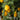 Improved Meyer Lemon Tree (Potted)