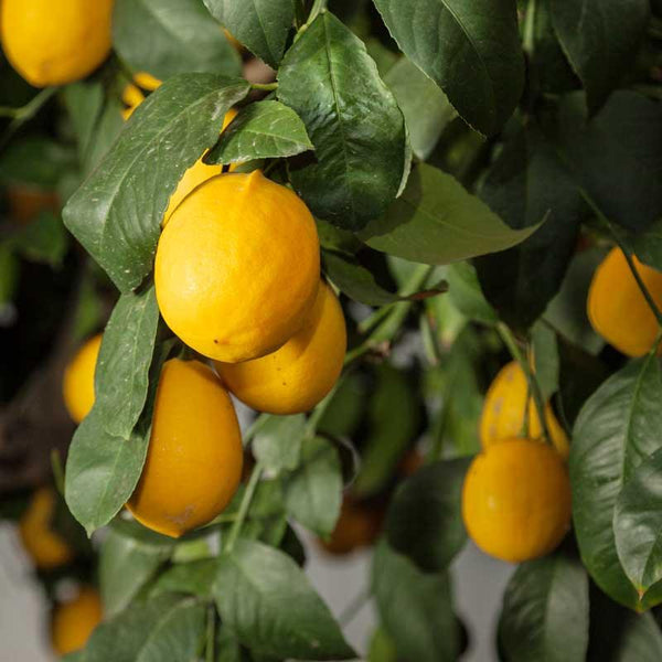 Improved Meyer Lemon Tree (Potted)