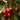 Minnie Royal Cherry Tree