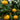 Rio Red Grapefruit Tree (Potted)