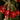 Royal Lee Cherry Tree