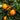 Washington Navel Orange Tree (Potted)