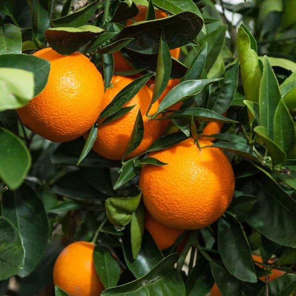 Washington Navel Orange Tree (Potted)