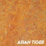 asian_tiger